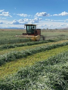 Alfalfa Hay Ranch - image 8