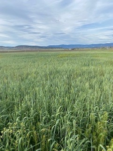 Alfalfa Hay Ranch - image 15