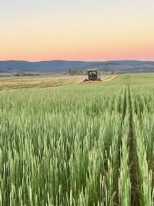 Alfalfa Hay Ranch - image 27