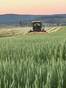 Alfalfa Hay Ranch - image 28