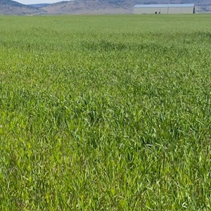 Alfalfa Hay Ranch - image 14