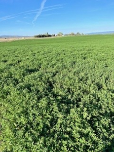 Alfalfa Hay Ranch - image 17