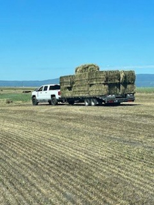Alfalfa Hay Ranch - image 20