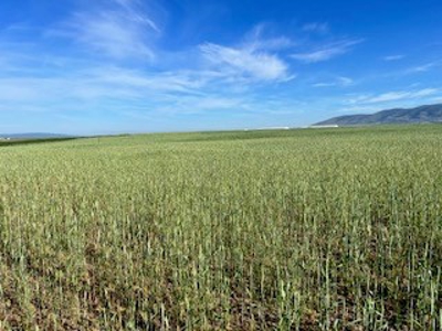 Alfalfa Hay Ranch - image 18