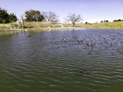 34.5+/- Acres for Sale in Gatesville, TX – Hill Country Views - image 19