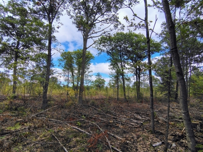 Land for Sale in Mellen, Wisconsin - image 9