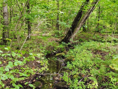 Land for Sale in Mellen, Wisconsin - image 3