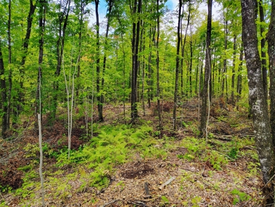 Land for Sale in Mellen, Wisconsin - image 6