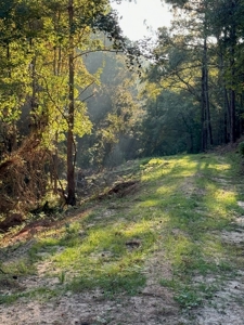 296 Acre Timberland for Sale with Creek Southwest MS - image 20