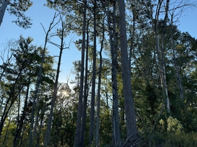 296 Acre Timberland for Sale with Creek Southwest MS - image 39