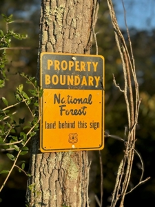 296 Acre Timberland for Sale with Creek Southwest MS - image 16