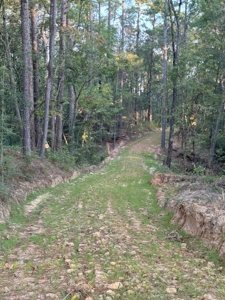 296 Acre Timberland for Sale with Creek Southwest MS - image 18