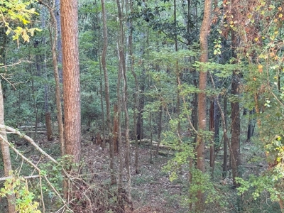 296 Acre Timberland for Sale with Creek Southwest MS - image 21