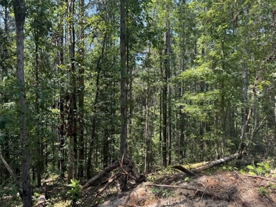 296 Acre Timberland for Sale with Creek Southwest MS - image 11