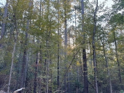 296 Acre Timberland for Sale with Creek Southwest MS - image 32
