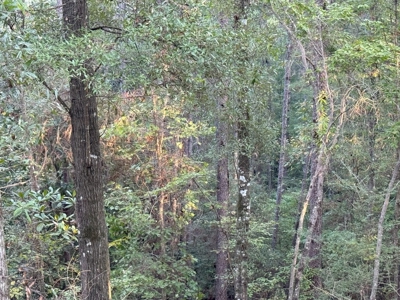296 Acre Timberland for Sale with Creek Southwest MS - image 19