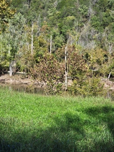 21.09 Acres in Eidson, Tennessee - image 1