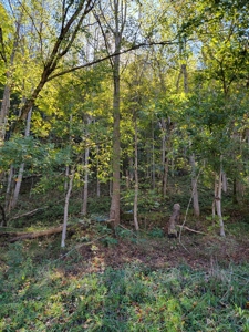 21.09 Acres in Eidson, Tennessee - image 6