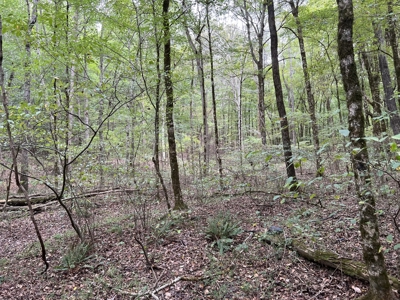 Farm, Tiny Home, Creek For Sale In Tn - image 19