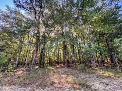 Hunting and Timberland for Sale in Ouachita Parish, LA - image 17