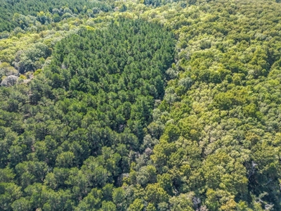 Hunting and Timberland for Sale in Ouachita Parish, LA - image 6