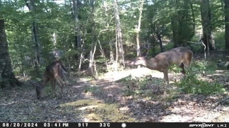 Hunting and Timberland for Sale in Ouachita Parish, LA - image 45