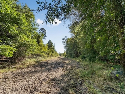 Hunting and Timberland for Sale in Ouachita Parish, LA - image 19