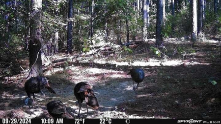 Hunting and Timberland for Sale in Ouachita Parish, LA - image 41