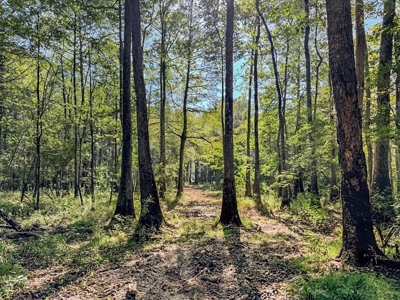 Hunting and Timberland for Sale in Ouachita Parish, LA - image 18