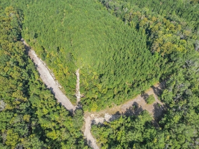 Hunting and Timberland for Sale in Ouachita Parish, LA - image 5