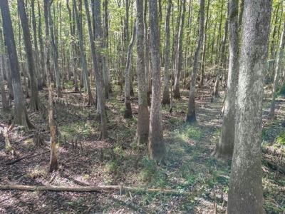 Hunting and Timberland for Sale in Ouachita Parish, LA - image 4
