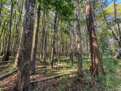 Hunting and Timberland for Sale in Ouachita Parish, LA - image 20