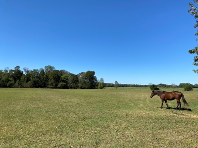 Equine Property For Sale In Tn, Brick Home, Barn, 17Ac+/- - image 3