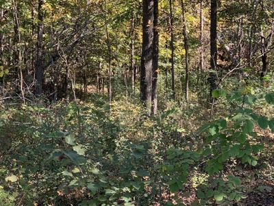 32 Acre Farm in Southeast Missouri for Sale - image 9