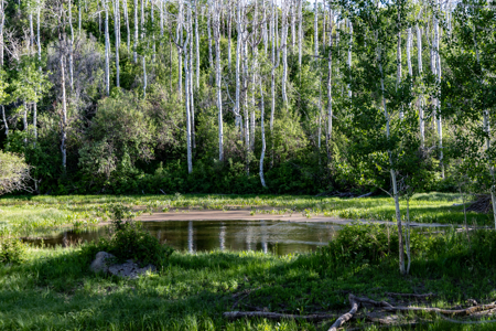 Buckhorn Lakes Ranch--Colorado Elk Hunting Property for sale - image 14