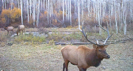 Buckhorn Lakes Ranch--Colorado Mountain Ranch for Sale - image 46
