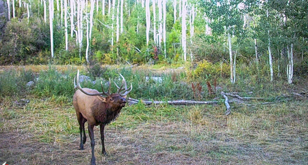 Buckhorn Lakes Ranch--Colorado Mountain Ranch for Sale - image 41