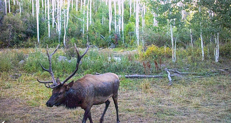 Buckhorn Lakes Ranch--Colorado Mountain Ranch for Sale - image 40