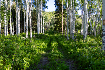 Buckhorn Lakes Ranch--Colorado Elk Hunting Property for sale - image 15