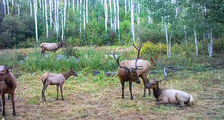 Buckhorn Lakes Ranch--Colorado Mountain Ranch for Sale - image 39