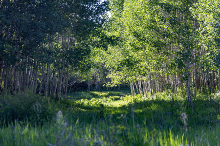 Buckhorn Lakes Ranch--Colorado Elk Hunting Property for sale - image 22