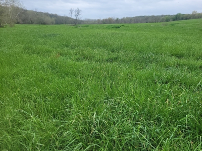 Ozark County, MO Farm for Sale - image 8