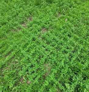 Ozark County, MO Farm for Sale - image 6