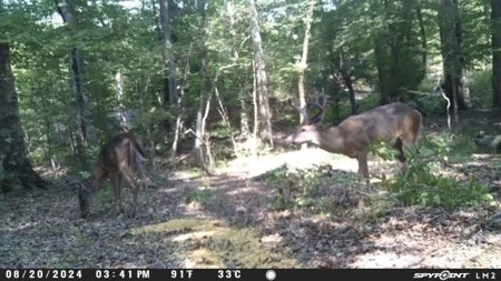 Duck Hunting Paradise for Sale in Ouachita Parish - image 20