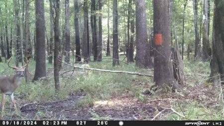 Duck Hunting Paradise for Sale in Ouachita Parish - image 7