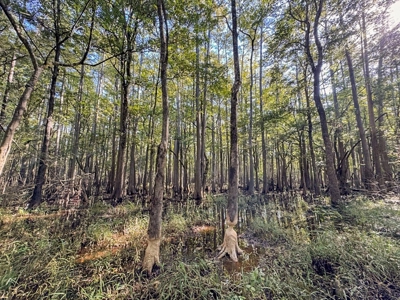 Duck Hunting Paradise for Sale in Ouachita Parish - image 34