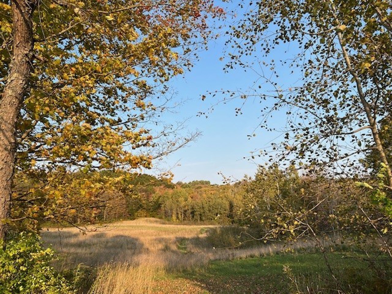 Field