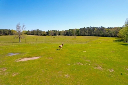 192 Acres of Land with 3 BR Hunting Lodge - image 41