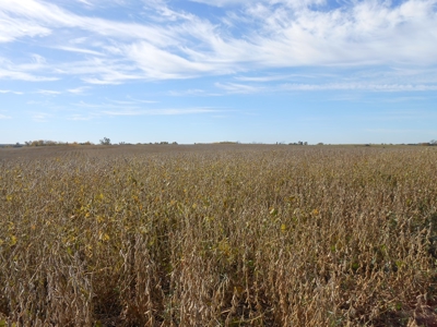 40 ACRES m/l | ALBANY, MO | PASTURE, SHED, POND & BUILDING SITE - image 28