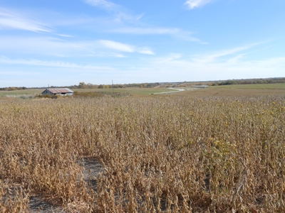 40 ACRES m/l | ALBANY, MO | PASTURE, SHED, POND & BUILDING SITE - image 29